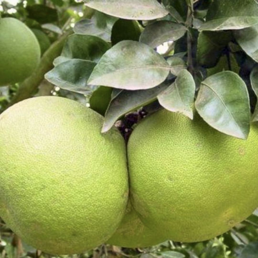 Pamplemousse Size PAMPLEMOUSSE - Pépinière Exotica
